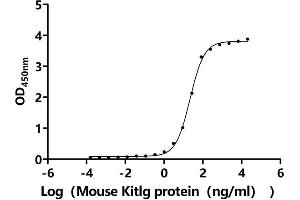 Measured by its binding ability in a functional ELISA.