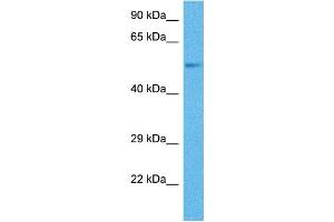 Host:  Mouse  Target Name:  CYP2B10  Sample Tissue:  Mouse Pancreas  Antibody Dilution:  1ug/ml (CYP2B6 antibody  (Middle Region))