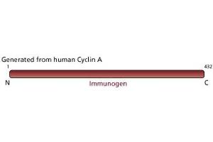 Image no. 2 for anti-Cyclin A2 (CCNA2) antibody (ABIN967424) (Cyclin A antibody)
