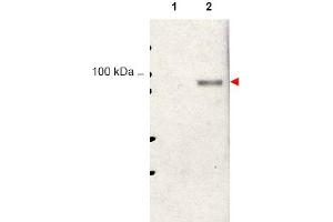 Image no. 1 for anti-Signal Transducer and Activator of Transcription 5A (STAT5A) (Tyr694) antibody (ABIN401413) (STAT5A antibody  (Tyr694))