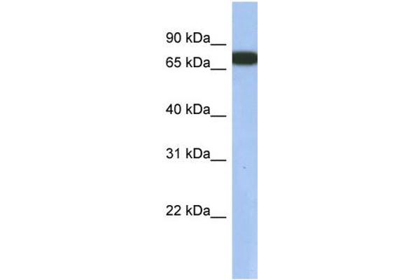 GNL3L 抗体  (N-Term)