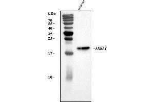 Western blot analysis of Aanat using anti-Aanat antibody (ABIN7600815).