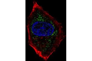 Fluorescent confocal image of HepG2 cell stained with hNeuroD1-Q30 (ABIN388765 and ABIN2839059). (NEUROD1 antibody  (N-Term))