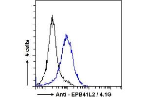 ABIN238594 Flow cytometric analysis of paraformaldehyde fixed A431 cells (blue line), permeabilized with 0.