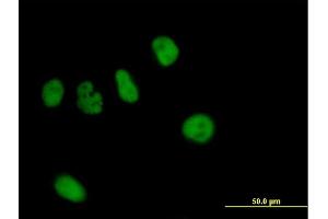 Immunofluorescence of purified MaxPab antibody to ZNF484 on HeLa cell. (ZNF484 antibody  (AA 1-852))