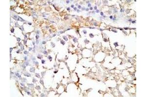 Mouse testis tissue was stained by Rabbit Anti-INSL5 C Peptide (Human) Antibody (INSL5 antibody  (Preproprotein))