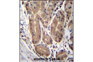 ABHD2 Antibody (Center) (ABIN657007 and ABIN2846187) immunohistochemistry analysis in formalin fixed and paraffin embedded human stomach tissue followed by peroxidase conjugation of the secondary antibody and DAB staining. (ABHD2 antibody  (AA 263-292))