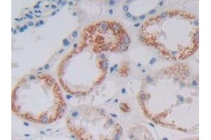 Detection of GDF6 in Human Kidney Tissue using Polyclonal Antibody to Growth Differentiation Factor 6 (GDF6) (GDF6 antibody  (AA 336-455))
