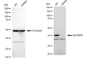 Western blotting analysis using p38 MAPK antibody (ABIN7799447).