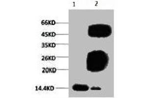 Western blot analysis of Hela, diluted at 1:500. (Histone 3 antibody  (H3K79me3))