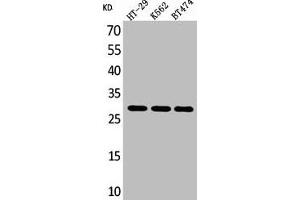 Western Blot analysis of HT29 K562 BT474 cells using BRMS-1 Polyclonal Antibody (BRMS1 antibody  (C-Term))