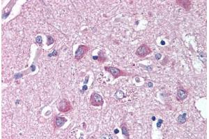 Anti-WNT9A antibody  ABIN1049488 IHC staining of human brain, cortex. (WNT9A antibody  (N-Term))