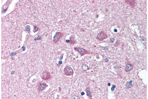 WNT9A antibody  (N-Term)