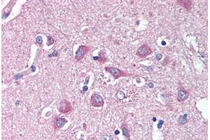 Anti-WNT9A antibody  ABIN1049488 IHC staining of human brain, cortex. (WNT9A antibody  (N-Term))