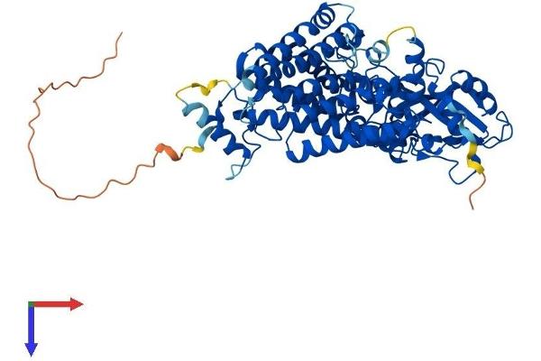 LMF1 Protein (AA 1-574) (His tag)