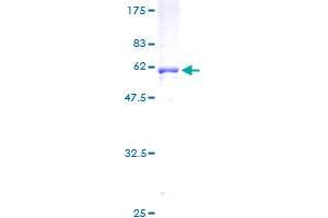 SCAMP1 Protein (AA 1-338) (GST tag)