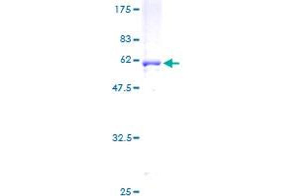 SCAMP1 Protein (AA 1-338) (GST tag)
