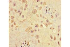 Immunohistochemistry of paraffin-embedded human placenta tissue using ABIN7168711 at dilution of 1:100 (SCG2 antibody  (AA 31-617))