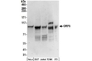 Western Blotting (WB) image for anti-Oxysterol Binding Protein-Like 3 (OSBPL3) (AA 456-506) antibody (ABIN7450526)