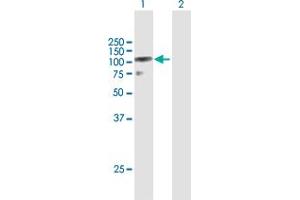 Western Blot analysis of DZIP1L expression in transfected 293T cell line by DZIP1L MaxPab polyclonal antibody. (DZIP1L antibody  (AA 1-767))