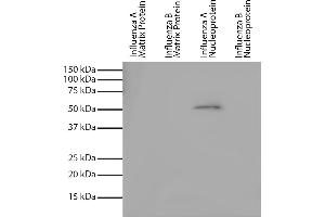 Recombinant influenza proteins were resolved by electrophoresis, transferred to PVDF membrane, and probed with Mouse Anti-Influenza A, Nucleoprotein-UNLB and chemiluminescent detection. (Influenza Nucleoprotein antibody (Influenza A Virus))