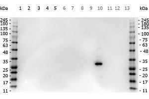 Western Blot of Rabbit anti-RFP antibody.