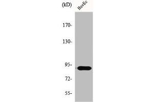 Western Blot analysis of Jurkat cells using Elongin A1 Polyclonal Antibody (TCEB3 antibody  (Internal Region))