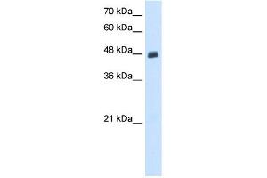 WB Suggested Anti-PBX2 Antibody Titration:  0. (PBX2 antibody  (N-Term))