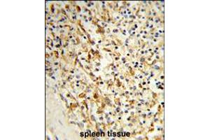 Formalin-fixed and paraffin-embedded human spleen tissue reacted with PCAT1 Antibody , which was peroxidase-conjugated to the secondary antibody, followed by DAB staining. (PCAT1 antibody  (C-Term))