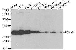 Western blot analysis of extracts of various cell lines, using PSMA5 antibody. (PSMA5 antibody  (AA 1-241))