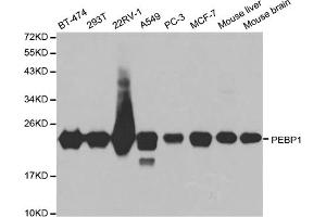 Western blot analysis of extracts of various cell lines, using PEBP1 antibody. (PEBP1 antibody)