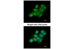 Immunofluorescence (IF) image for anti-Coagulation Factor XIII, A1 Polypeptide (F13A1) (N-Term) antibody (ABIN2856753)