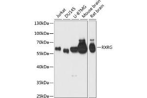Western blot analysis of extracts of various cell lines, using RXRG antibody (ABIN6128667, ABIN6147330, ABIN6147331 and ABIN6219010) at 1:1000 dilution. (Retinoid X Receptor gamma antibody  (AA 1-137))