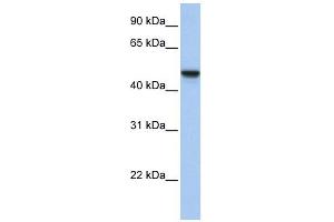 C20ORF3 antibody used at 1 ug/ml to detect target protein.