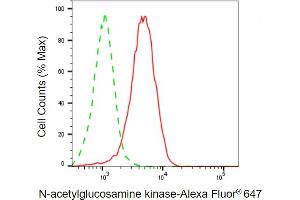 Flow cytometric analysis of N-acetylglucosamine kinase expression in HepG2 cells using N-acetylglucosamine kinase antibody (ABIN7799530), 1:2,000). (NAGK antibody)