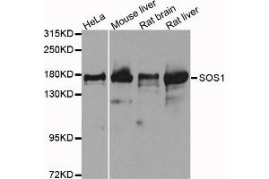 Western blot analysis of extracts of various cell lines, using SOS1 antibody. (SOS1 antibody)