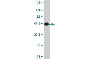 Western Blot detection against Immunogen (45. (NAT5 antibody  (AA 1-178))