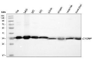 Western blot analysis of C1QBP using anti-C1QBP antibody (ABIN4886491).