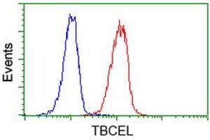 Image no. 2 for anti-Tubulin Folding Cofactor E-Like (TBCEL) antibody (ABIN1501325)