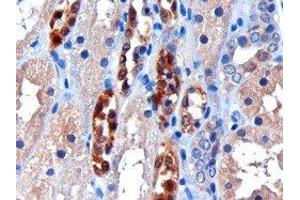 ABIN2561616 (3µg/ml) staining of paraffin embedded Human Kidney. (CBR1 antibody  (C-Term))