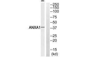 Western blot analysis of extracts from 293 cells, using ANXA1 (Ab-21) antibody. (Annexin a1 antibody  (Tyr21))