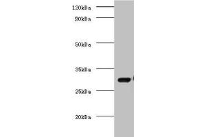 Western blot All lanes: COP9 signalosome complex subunit 7a antibody at 2 μg/mL + Mouse brain tissue Secondary Goat polyclonal to rabbit IgG at 1/10000 dilution Predicted band size: 30 kDa Observed band size: 30 kDa (COPS7A antibody  (AA 2-275))
