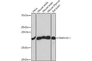 Western blot analysis of extracts of various cell lines, using Stathmin 1 Rabbit mAb (ABIN1678518, ABIN3018873, ABIN3018874 and ABIN7101680) at 1:1000 dilution. (Stathmin 1 antibody)