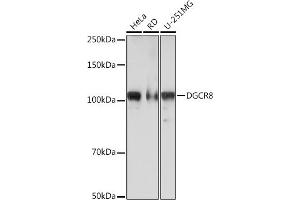 Western blot analysis of extracts of various cell lines, using DGCR8 Rabbit mAb (ABIN7266760) at 1:1000 dilution. (DGCR8 antibody)