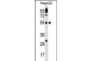 ZN Antibody (N-term) (ABIN1539262 and ABIN2850403) western blot analysis in HepG2 cell line lysates (35 μg/lane). (ZNF500 antibody  (N-Term))