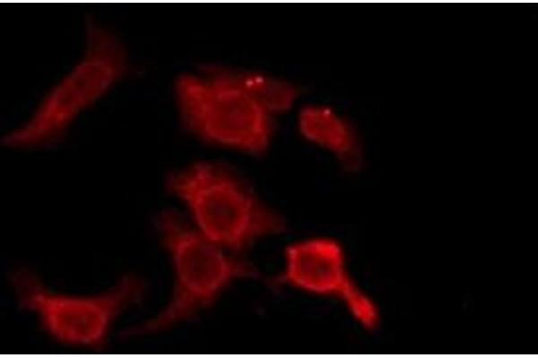 OR2D3 antibody  (C-Term)
