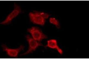 ABIN6276131 staining HeLa by IF/ICC. (OR2D3 antibody  (C-Term))