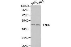 Western Blotting (WB) image for anti-Enolase 2 (Gamma, Neuronal) (ENO2) antibody (ABIN1872538) (ENO2/NSE antibody)