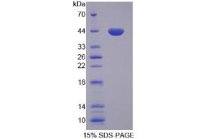 SDS-PAGE analysis of Rat GTF3A Protein. (GTF3A Protein)