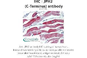 Image no. 1 for anti-Junctophilin 2 (JPH2) (C-Term) antibody (ABIN1736131) (Junctophilin 2 antibody  (C-Term))